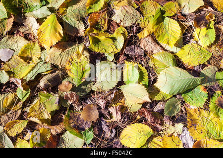 natürlichen Hintergrund - Laubstreu von Hasel Laub und Lärchennadeln im herbstlichen Wald Stockfoto