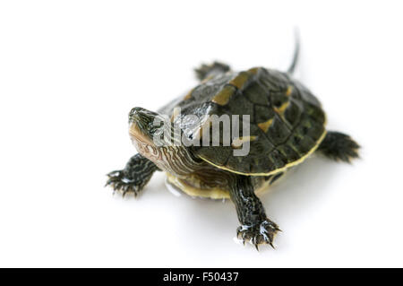 chinesischen Schildkröte isoliert auf weiss Stockfoto