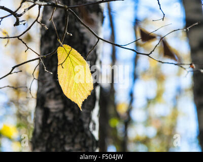 letzte gelbe Hasel Blatt am Baum im Wald in sonnigen Herbsttag Stockfoto