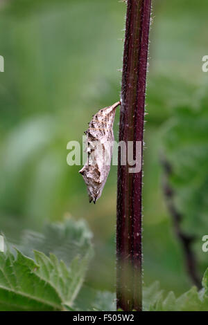 Tagpfauenauge, Inachis Io, Puppe Stockfoto