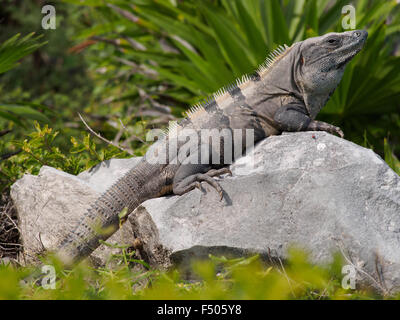 Leguan entspannend auf den Felsen in Tulum, Mexiko Stockfoto