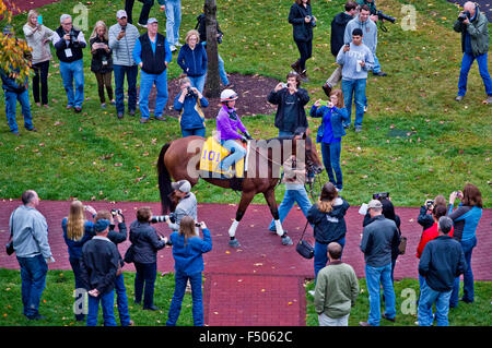 Lexington, Kentucky, USA. 25. Oktober 2015. 25. Oktober 2015: Betrachter, von Richard E. Mandella geschult und im Besitz von B. Wayne Hughes, Schulen im Fahrerlager in Vorbereitung auf den Breeders' Cup Classic bei Keeneland Race Track in Lexington, Kentucky Scott Serio/ESW/CSM/Alamy Live News Stockfoto