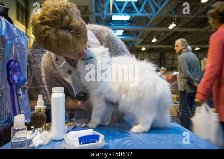 Birmingham, Vereinigtes Königreich. 24. Oktober 2015. 39. supreme Katzenausstellung statt im NEC, Birmingham, UK. Katzen in allen Formen und Größen wurden auf der Messe beurteilt. Bildnachweis: Jon Freeman/Alamy Live-Nachrichten Stockfoto