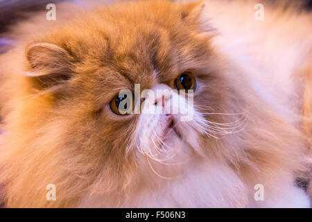 Birmingham, Vereinigtes Königreich. 24. Oktober 2015. 39. supreme Katzenausstellung statt im NEC, Birmingham, UK. Katzen in allen Formen und Größen wurden auf der Messe beurteilt. Bildnachweis: Jon Freeman/Alamy Live-Nachrichten Stockfoto