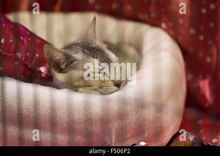 Birmingham, Vereinigtes Königreich. 24. Oktober 2015. 39. supreme Katzenausstellung statt im NEC, Birmingham, UK. Katzen in allen Formen und Größen wurden auf der Messe beurteilt. Bildnachweis: Jon Freeman/Alamy Live-Nachrichten Stockfoto