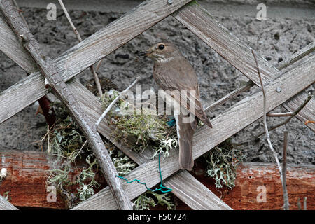 Grauschnäpper, Muscicapa Striata, am nest Stockfoto