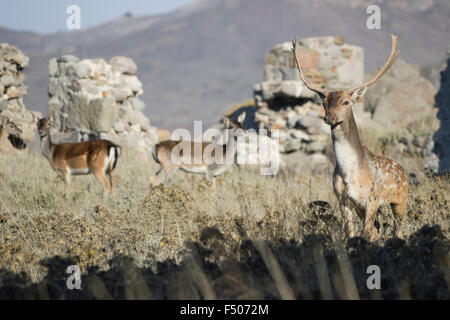Ein Hirsch mit großen Geweih Damhirsche, alarmiert, und zwei Weibchen im Hintergrund. Myrina. Insel Lemnos /Limnos Stockfoto