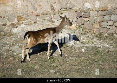 Eine Damhirschkuh Damhirsche, SP. Dama Dama, Wandern in der Burg von Myrina. Lemnos /Limnos Insel, Griechenland Stockfoto