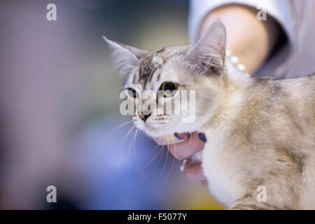 Birmingham, Vereinigtes Königreich. 24. Oktober 2015. 39. supreme Katzenausstellung statt im NEC, Birmingham, UK. Katzen in allen Formen und Größen wurden auf der Messe beurteilt. Bildnachweis: Jon Freeman/Alamy Live-Nachrichten Stockfoto