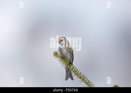 Gemeinsame redpoll Stockfoto