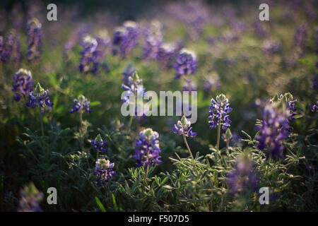 Texas Bluebonnet Wildblumen Hintergrundbeleuchtung von der Sonne Stockfoto