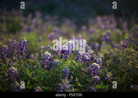 Texas Bluebonnet Wildblumen Hintergrundbeleuchtung von der Sonne Stockfoto