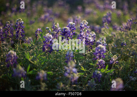 Texas Bluebonnet Wildblumen Hintergrundbeleuchtung von der Sonne Stockfoto