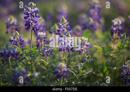 Texas Bluebonnet Wildblumen Hintergrundbeleuchtung von der Sonne Stockfoto