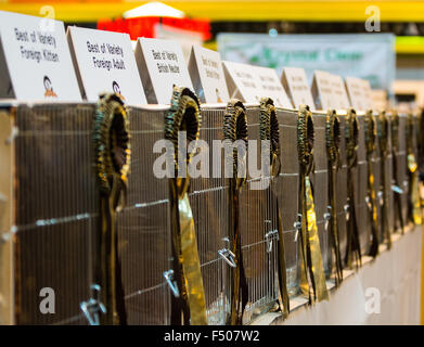 Birmingham, Vereinigtes Königreich. 24. Oktober 2015. 39. supreme Katzenausstellung statt im NEC, Birmingham, UK. Katzen in allen Formen und Größen wurden auf der Messe beurteilt. Bildnachweis: Jon Freeman/Alamy Live-Nachrichten Stockfoto