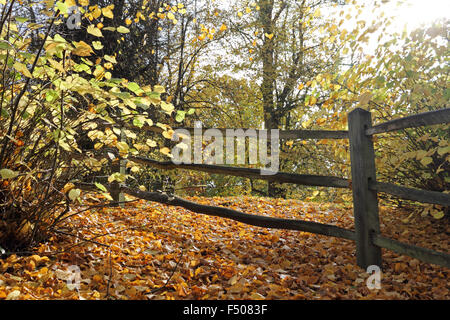 Virginia Water, Surrey, UK. 25. Oktober 2015. Als britische Sommerzeit endet leitet das Vereinigte Königreich in den Winter mit verschwommenen Sonnenschein in Südostengland. Die warmen goldenen Farben des Herbstes in Virginia Water, Surrey. Stockfoto