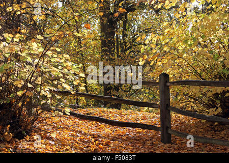 Virginia Water, Surrey, UK. 25. Oktober 2015. Als britische Sommerzeit endet leitet das Vereinigte Königreich in den Winter mit verschwommenen Sonnenschein in Südostengland. Die warmen goldenen Farben des Herbstes in Virginia Water, Surrey. Stockfoto