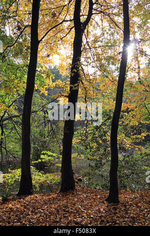 Virginia Water, Surrey, UK. 25. Oktober 2015. Als britische Sommerzeit endet leitet das Vereinigte Königreich in den Winter mit verschwommenen Sonnenschein in Südostengland. Die warmen goldenen Farben des Herbstes in Virginia Water, Surrey. Stockfoto