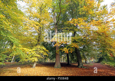 Virginia Water, Surrey, UK. 25. Oktober 2015. Als britische Sommerzeit endet leitet das Vereinigte Königreich in den Winter mit verschwommenen Sonnenschein in Südostengland. Die warmen goldenen Farben des Herbstes in Virginia Water, Surrey. Stockfoto