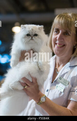 Birmingham, Vereinigtes Königreich. 24. Oktober 2015. 39. supreme Katzenausstellung statt im NEC, Birmingham, UK. Katzen in allen Formen und Größen wurden auf der Messe beurteilt. Bildnachweis: Jon Freeman/Alamy Live-Nachrichten Stockfoto