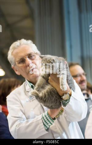 Birmingham, Vereinigtes Königreich. 24. Oktober 2015. 39. supreme Katzenausstellung statt im NEC, Birmingham, UK. Katzen in allen Formen und Größen wurden auf der Messe beurteilt. Bildnachweis: Jon Freeman/Alamy Live-Nachrichten Stockfoto