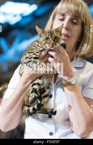 Birmingham, Vereinigtes Königreich. 24. Oktober 2015. 39. supreme Katzenausstellung statt im NEC, Birmingham, UK. Katzen in allen Formen und Größen wurden auf der Messe beurteilt. Bildnachweis: Jon Freeman/Alamy Live-Nachrichten Stockfoto