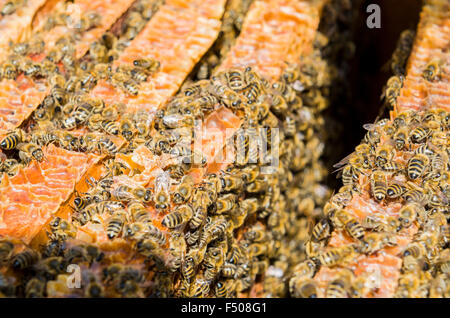 Hunderte Krainer Honigbienen (Apis mellifera carnica), eine Unterart des westlichen Honigbiene, besetzt werden im Rahmen der Stockfoto