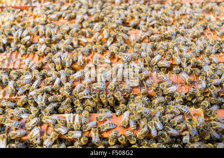 Hunderte Krainer Honigbienen (Apis mellifera carnica), eine Unterart des westlichen Honigbiene, besetzt werden im Rahmen der Stockfoto