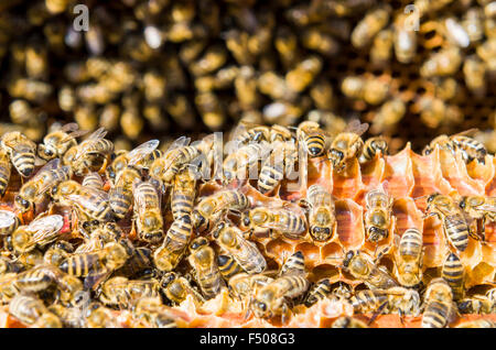 Hunderte Krainer Honigbienen (Apis mellifera carnica), eine Unterart des westlichen Honigbiene, besetzt werden im Rahmen der Stockfoto