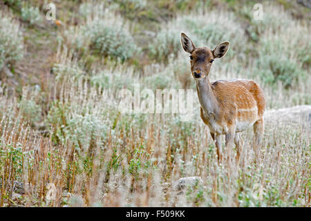 Horizontalen Schuss eine schöne Damhirsch-SP. Dama Dama. Stockfoto