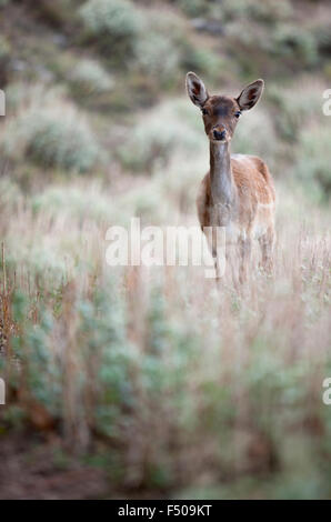 Vertikale Aufnahme eines schönen Damwild SP. Dama Dama Portraits mit Bokeh. Stockfoto