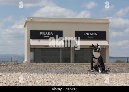 Ein Boston Terrier sitzen vor der Marfa Prada-Kunstausstellung Stockfoto