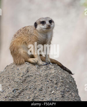 Schlank-tailed Erdmännchen (Suricata suricatta) sitzt auf einem Felsen. Stockfoto