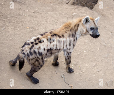 Gefleckte Hyänen (Crocuta Crocuta) Stockfoto