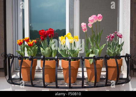 Töpfe mit Tulpen sitzen in einem Blumenkasten Blumenkasten Stockfoto