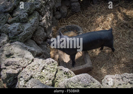 Jeju schwarze Schwein in seiner Feder auf Jeju-Do in Südkorea Stockfoto