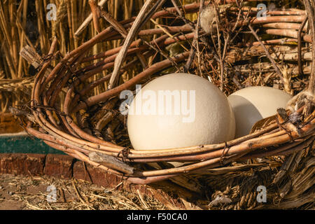 Nahaufnahme von zwei Straußeneier in hölzernen Weidenkorb. Stockfoto