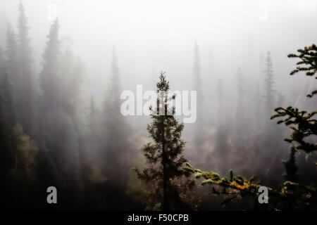 Surreale immergrünen Ansicht von Seward Highway, Alaska Stockfoto