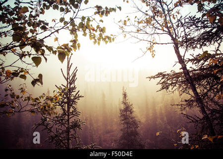 Neblig und surreale Evergreens. Stockfoto