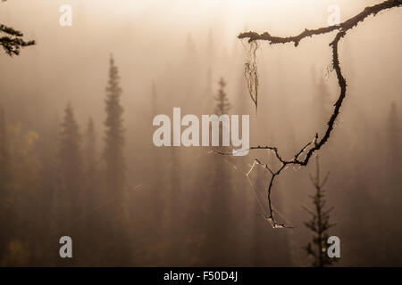 Neblig und surreale Evergreens. Stockfoto