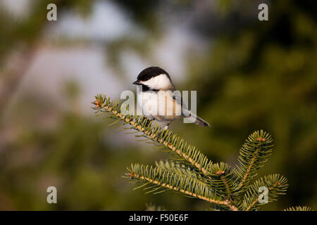 Schwarz-capped Meise thront in einer Fichte Stockfoto