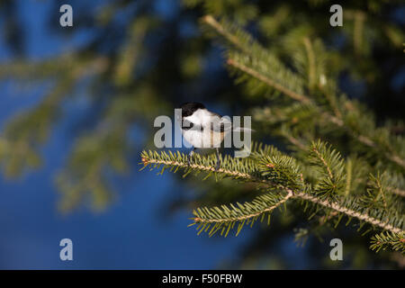 Schwarz-capped Meise thront in einer Fichte Stockfoto