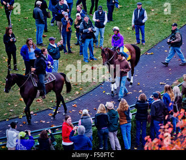 Lexington, Kentucky, USA. 25. Oktober 2015. 25. Oktober 2015: Betrachter, von Richard E. Mandella geschult und im Besitz von B. Wayne Hughes, Schulen im Fahrerlager in Vorbereitung auf den Breeders' Cup Classic bei Keeneland Race Track in Lexington, Kentucky Scott Serio/ESW/CSM/Alamy Live News Bildnachweis: Cal Sport Media/Alamy Live News Stockfoto