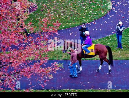 Lexington, Kentucky, USA. 25. Oktober 2015. 25. Oktober 2015: Betrachter, von Richard E. Mandella geschult und im Besitz von B. Wayne Hughes, Schulen im Fahrerlager in Vorbereitung auf den Breeders' Cup Classic bei Keeneland Race Track in Lexington, Kentucky Scott Serio/ESW/CSM/Alamy Live News Bildnachweis: Cal Sport Media/Alamy Live News Stockfoto