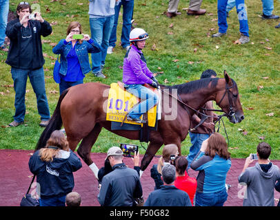 Lexington, Kentucky, USA. 25. Oktober 2015. 25. Oktober 2015: Betrachter, von Richard E. Mandella geschult und im Besitz von B. Wayne Hughes, Schulen im Fahrerlager in Vorbereitung auf den Breeders' Cup Classic bei Keeneland Race Track in Lexington, Kentucky Scott Serio/ESW/CSM/Alamy Live News Bildnachweis: Cal Sport Media/Alamy Live News Stockfoto