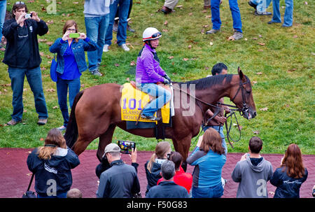 Lexington, Kentucky, USA. 25. Oktober 2015. 25. Oktober 2015: Betrachter, von Richard E. Mandella geschult und im Besitz von B. Wayne Hughes, Schulen im Fahrerlager in Vorbereitung auf den Breeders' Cup Classic bei Keeneland Race Track in Lexington, Kentucky Scott Serio/ESW/CSM/Alamy Live News Bildnachweis: Cal Sport Media/Alamy Live News Stockfoto