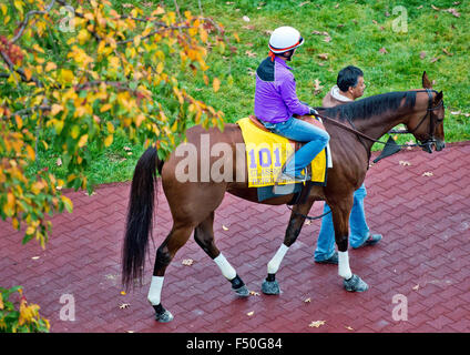 Lexington, Kentucky, USA. 25. Oktober 2015. 25. Oktober 2015: Betrachter, von Richard E. Mandella geschult und im Besitz von B. Wayne Hughes, Schulen im Fahrerlager in Vorbereitung auf den Breeders' Cup Classic bei Keeneland Race Track in Lexington, Kentucky Scott Serio/ESW/CSM/Alamy Live News Bildnachweis: Cal Sport Media/Alamy Live News Stockfoto