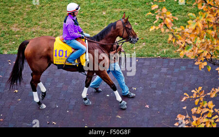 Lexington, Kentucky, USA. 25. Oktober 2015. 25. Oktober 2015: Betrachter, von Richard E. Mandella geschult und im Besitz von B. Wayne Hughes, Schulen im Fahrerlager in Vorbereitung auf den Breeders' Cup Classic bei Keeneland Race Track in Lexington, Kentucky Scott Serio/ESW/CSM/Alamy Live News Bildnachweis: Cal Sport Media/Alamy Live News Stockfoto