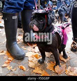 London, UK. 25. Oktober 2015. Hunde sind in Halloween-Kostümen im Spanier Inn in Hampstead, London, für eine Hundeausstellung zugunsten der Nächstenliebe alle Hunde Materie auf Sonntag, 25. Oktober 2015 verkleidet. Bildnachweis: Glyn Thomas Fotografie/Alamy Live-Nachrichten Stockfoto