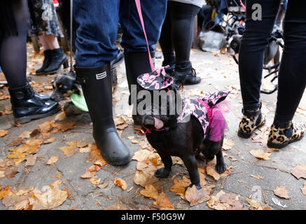 London, UK. 25. Oktober 2015. Hunde sind in Halloween-Kostümen im Spanier Inn in Hampstead, London, für eine Hundeausstellung zugunsten der Nächstenliebe alle Hunde Materie auf Sonntag, 25. Oktober 2015 verkleidet. Bildnachweis: Glyn Thomas Fotografie/Alamy Live-Nachrichten Stockfoto